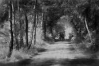 111 - LADIES' WALK - VAN HAM LEON - belgium <div